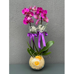 CAM FANUSDA ÇİFT DAL MOR ORKİDE